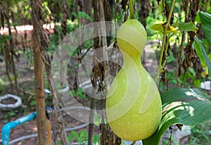 Bottle gourd, Calabash gourd, Flowered gourd, White flowered gourd scientific name: Lagenaria siceraria