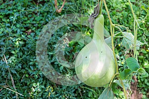 Bottle gourd, Calabash gourd, fruit and trees