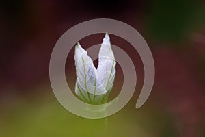 Bottle gourd flower in full bloom in vegetable garden