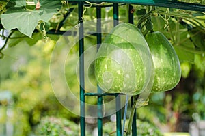Bottle gourd