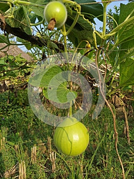 Bottle gourd hanging from loft,a low calories food with high essential nutrients.