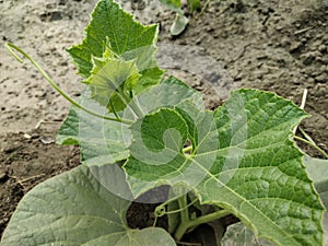 Bottle gourd plant in the ground