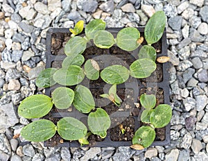 Bottle gourd seed germinate in a seedling tray