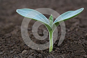 Bottle gourd seedling