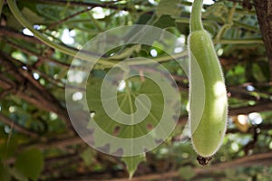 Bottle gourd tree in village