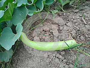 A bottle gourd in a vegetable garden