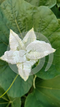 Bottle gourd vegitables flower