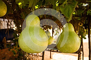 Bottle Gourds (Lagenaria siceraria) On Vine