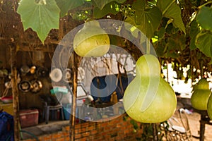 Bottle Gourds (Lagenaria siceraria) On Vine