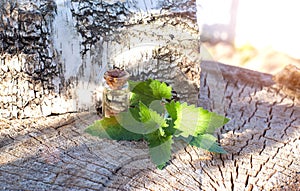 Bottle with healing oil of lemon balm herb on birch tree background. Antispasmodic and analgesic effect, therapeutic photo