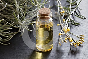 A bottle of helichrysum essential oil with blooming helichrysum