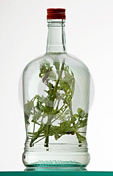 Bottle of herb rakia