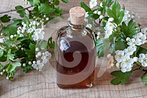 A bottle of hawthorn tincture with blooming hawthorn branches