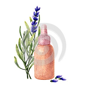 Bottle with lavender flowers essential oil. Watercolor illustration.
