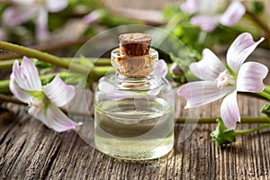 A bottle of mallow essential oil with fresh malva neglecta plant