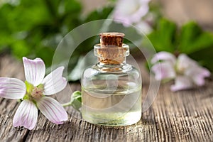 A bottle of mallow essential oil with fresh malva neglecta plant