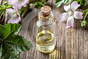 A bottle of mallow essential oil with fresh malva neglecta plant