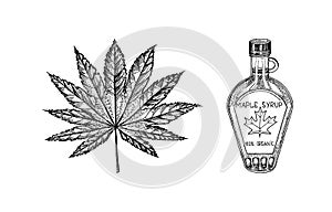 Bottle of maple syrup and Leaf. Vintage hand drawn drawing style. Plant or herb. Acer platanoides or macrophyllum.