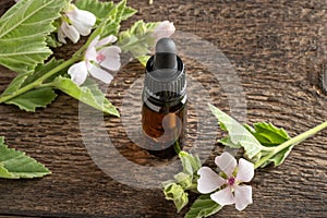 A bottle of marshmallow root tincture with Althaea officinalis plant