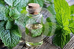 A bottle of melissa essential oil with fresh melissa twigs
