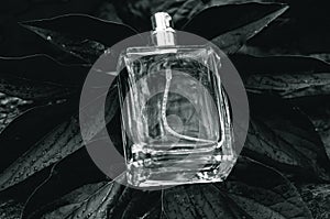 Bottle of men`s perfume with water drops on a background of wet leaves