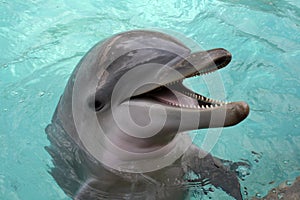 Bottle-nose Dolphin, close-up