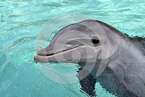 Bottle-nose Dolphin, close-up