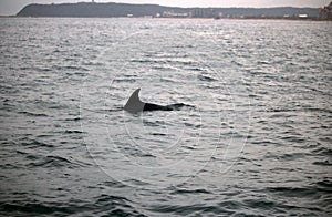 BOTTLE NOSE DOLPHIN IN THE OCEAN DISPLAYING DORSAL FIN