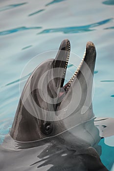 Bottle-nose dolphin smilling