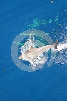 Bottle-nose Dolphin, Tursiops truncatus, jumping out of the water, Atlantic Ocean.