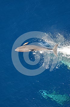 Bottle-nose Dolphin, Tursiops truncatus, jumping out of the water, Atlantic Ocean.