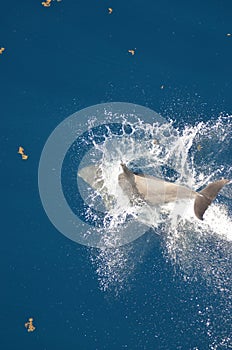 Bottle-nose Dolphin, Tursiops truncatus, jumping out of the water, Atlantic Ocean.