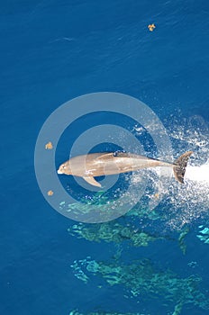 Bottle-nose Dolphin, Tursiops truncatus, jumping out of the water, Atlantic Ocean.