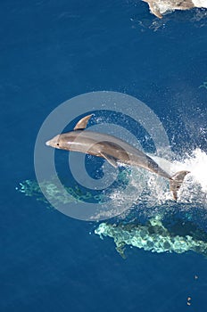 Bottle-nose Dolphin, Tursiops truncatus, jumping out of the water, Atlantic Ocean.