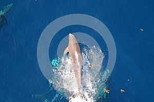 Bottle-nose Dolphin, Tursiops truncatus, jumping out of the water, Atlantic Ocean.