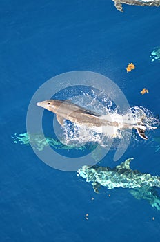 Bottle-nose Dolphin, Tursiops truncatus, jumping out of the water, Atlantic Ocean.