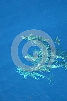 Bottle-nose Dolphin, Tursiops truncatus, jumping out of the water, Atlantic Ocean.