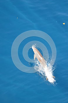 Bottle-nose Dolphin, Tursiops truncatus, jumping out of the water, Atlantic Ocean.