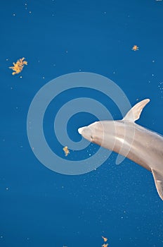 Bottle-nose Dolphin, Tursiops truncatus, jumping out of the water, Atlantic Ocean.