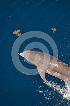 Bottle-nose Dolphin, Tursiops truncatus, jumping out of the water, Atlantic Ocean.