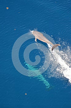 Bottle-nose Dolphin, Tursiops truncatus, jumping out of the water, Atlantic Ocean.