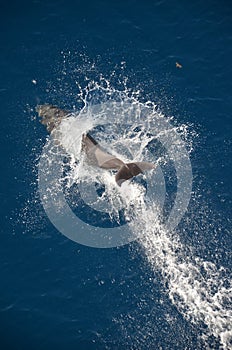 Bottle-nose Dolphin, Tursiops truncatus, jumping out of the water, Atlantic Ocean.