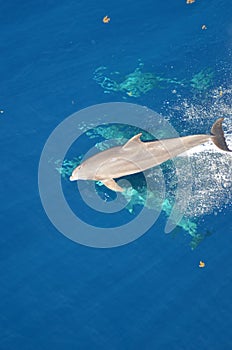 Bottle-nose Dolphin, Tursiops truncatus, jumping out of the water, Atlantic Ocean.