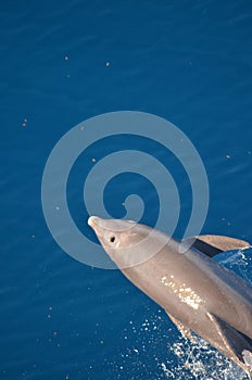 Bottle-nose Dolphin, Tursiops truncatus, jumping out of the water, Atlantic Ocean.