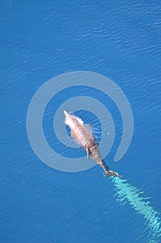 Bottle-nose Dolphin, Tursiops truncatus, jumping out of the water, Atlantic Ocean.