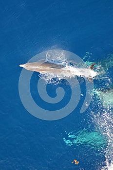 Bottle-nose Dolphin, Tursiops truncatus, jumping out of the water, Atlantic Ocean.