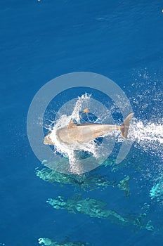 Bottle-nose Dolphin, Tursiops truncatus, jumping out of the water, Atlantic Ocean.