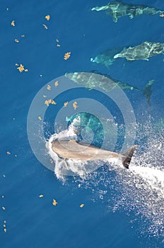 Bottle-nose Dolphin, Tursiops truncatus, jumping out of the water, Atlantic Ocean.