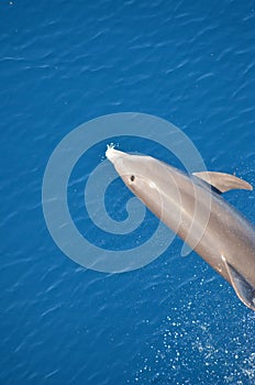 Bottle-nose Dolphin, Tursiops truncatus, jumping out of the water, Atlantic Ocean.