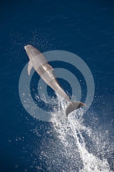 Bottle-nose Dolphin, Tursiops truncatus, jumping out of the water, Atlantic Ocean.